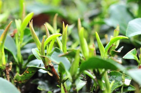 單樅茶什么季節(jié)最好喝，鳳凰單叢茶春茶好還是秋茶好？