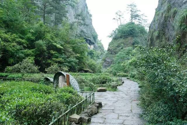 武夷山為什么盛產(chǎn)茶葉，武夷山茶為什么好喝？