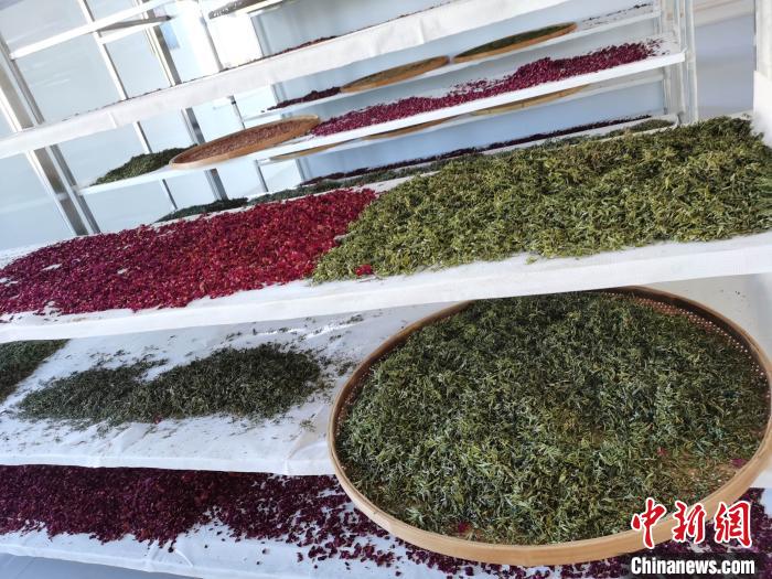 圖為王玲玲收購(gòu)的各種山茶?！⊥貘Q遠(yuǎn) 攝