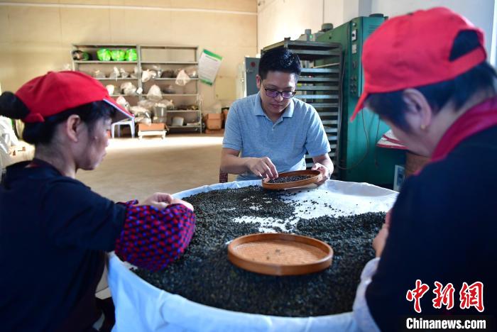 圖為張元豪在生產(chǎn)車間內(nèi)與工人一起查看茶葉品質(zhì)?！埍?攝